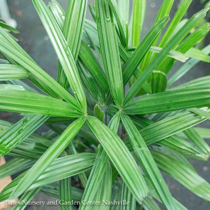 12p! Palm Rhapis excelsa / Lady Palm /Tropical