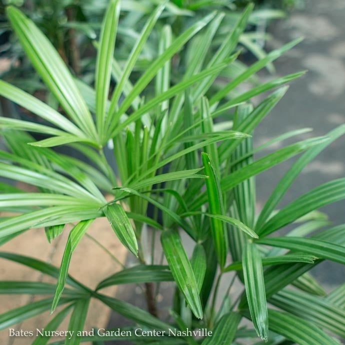 12p! Palm Rhapis excelsa / Lady Palm /Tropical