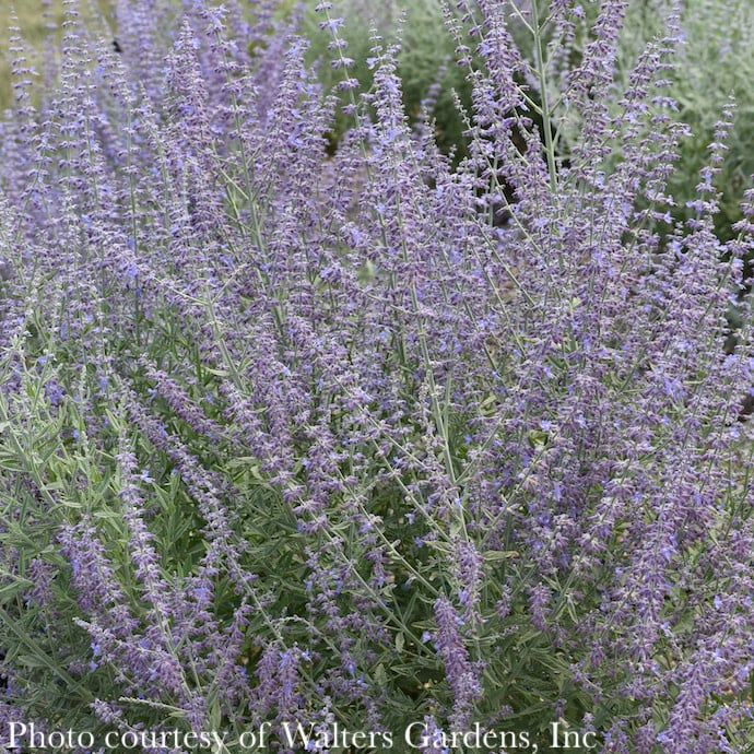 #1 Perovskia atrip Prime Time/ Russian Sage