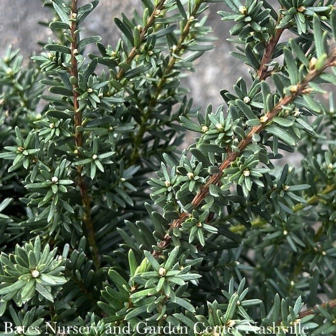 #5 15&quot; Taxus x media Everlow/ Yew