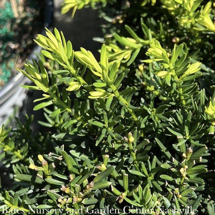 #5 15&quot; Taxus x media Everlow/ Yew