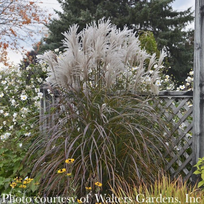 #3 Grass Miscanthus sine Oktoberfest/ Maiden