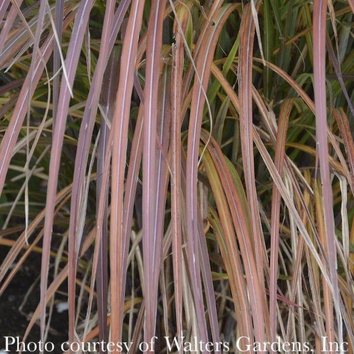 #3 Grass Miscanthus sine Oktoberfest/ Maiden