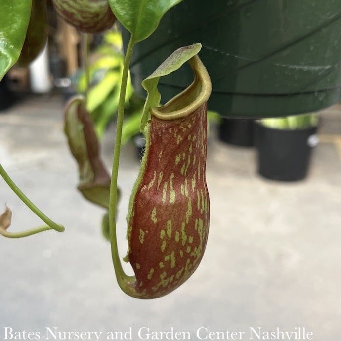 8hb! Carnivorous Nepenthes Gaya Pitcher Plant  /Tropical