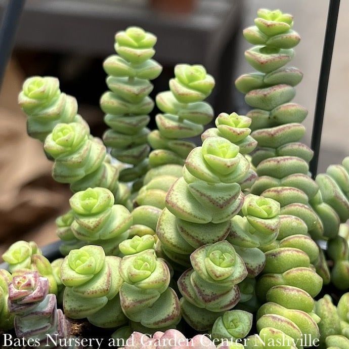 6hb! Succulent Hottentot Hanging Basket  /Tropical