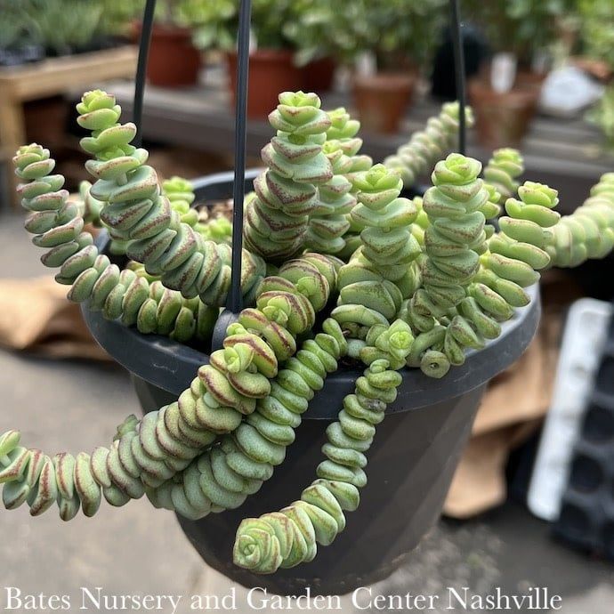 6hb! Succulent Hottentot Hanging Basket  /Tropical