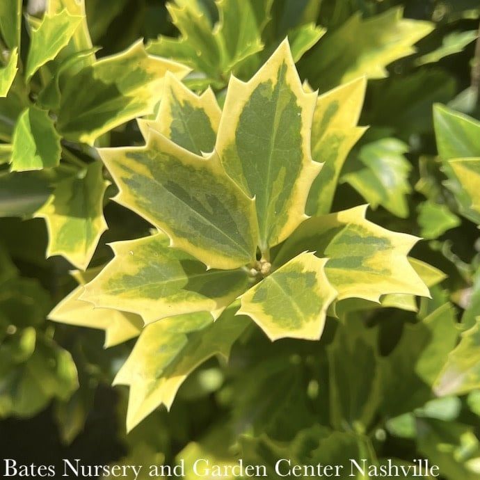 #7 Ilex x SL Golden Oakland/ Variegated  Holly