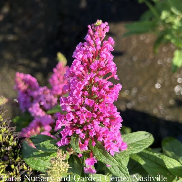 #3 Buddleia x PW Pugster PINKER/ Dwarf Butterfly Bush