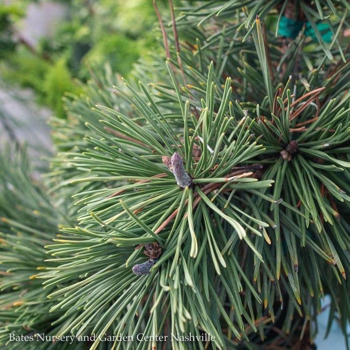 #6 Pinus contorta Taylor&#39;s Sunburst/ Lodgepole Pine