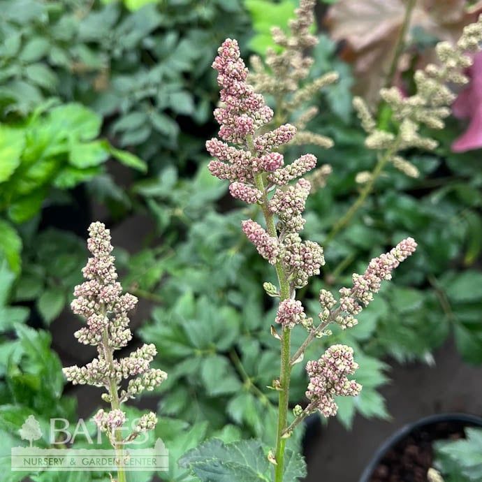 #1 Astilbe chin Coral Island