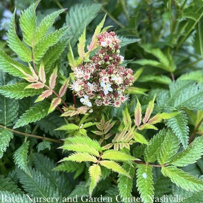#2 Sorbaria sorb PW Mr. Mustard/ False Spiraea