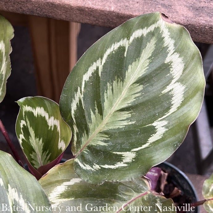 4p! Calathea Medallion /Tropical