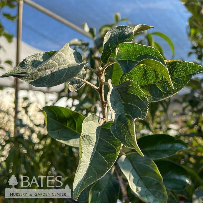 Edible #7 Malus Golden Russet/ Semi-dwarf MidSeason Apple