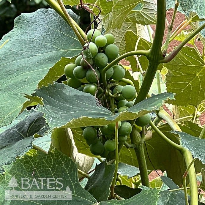 Edible #2 Vitis labrusca Concord/ Seedless Grape