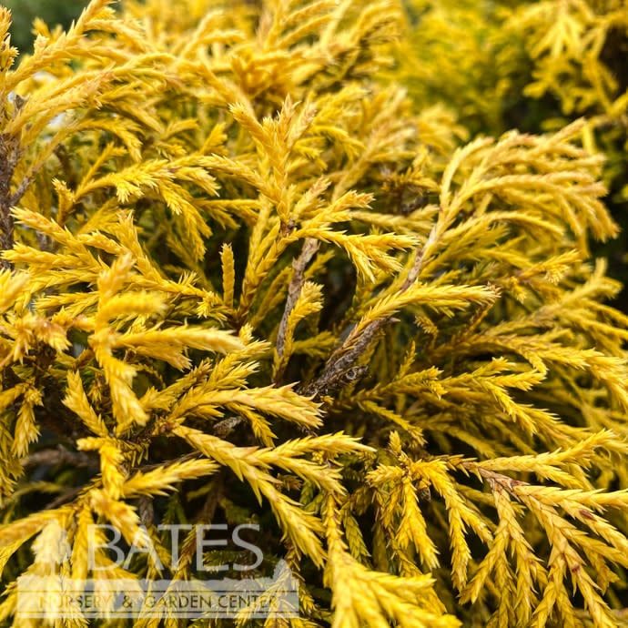 #2 Chamaecyparis pis Paul&#39;s Gold Mop/ Dwarf Threadleaf Falsecypress