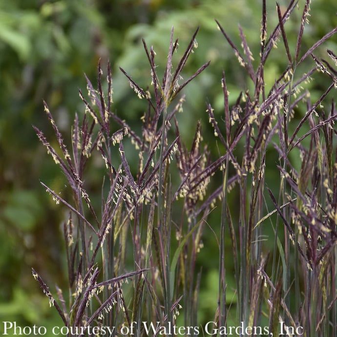 #1 Grass Andropogon ger Blackhawks/ Big Bluestem Native (TN)