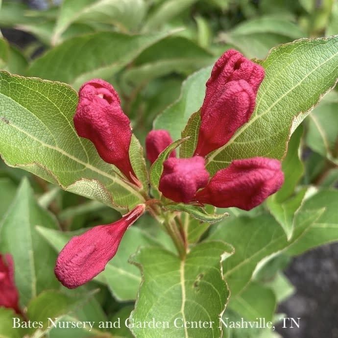 #2 Weigela flor Maroon Swoon/ Repeat Red