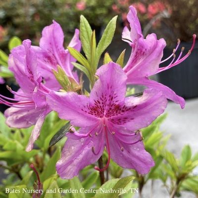 3 Azalea poukhanense Compacta/ Lavender Semi-Evergreen