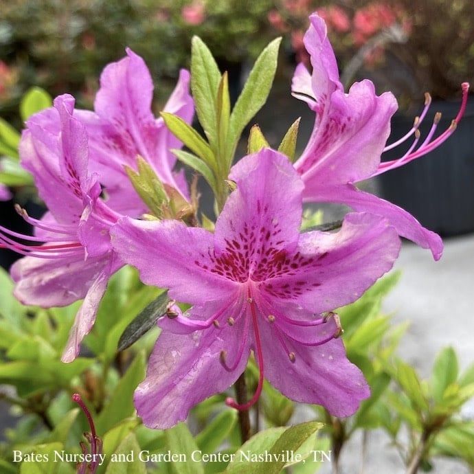 #3 Azalea poukhanense Compacta/ Lavender Semi-Evergreen