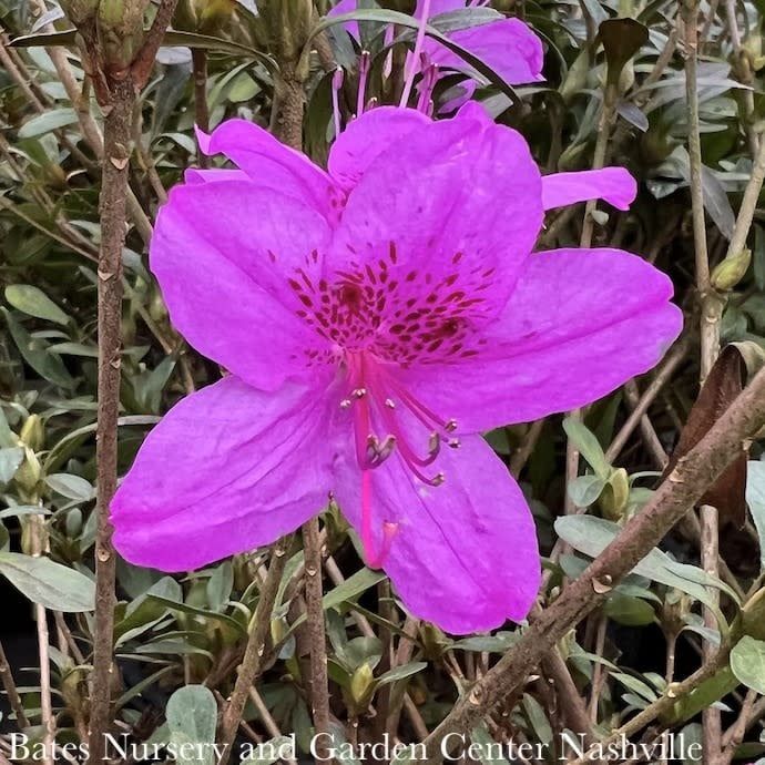 #3 Azalea poukhanense Compacta/ Lavender Semi-Evergreen