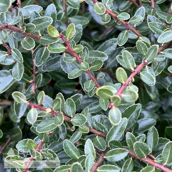 #3 Ilex vom Taylor&#39;s Rudolph/ Dwarf Yaupon Holly (female) Native (R)