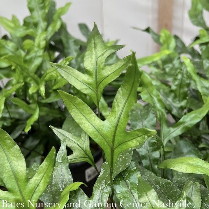 10hb Kangaroo Paw Fern Hanging Basket /Tropical