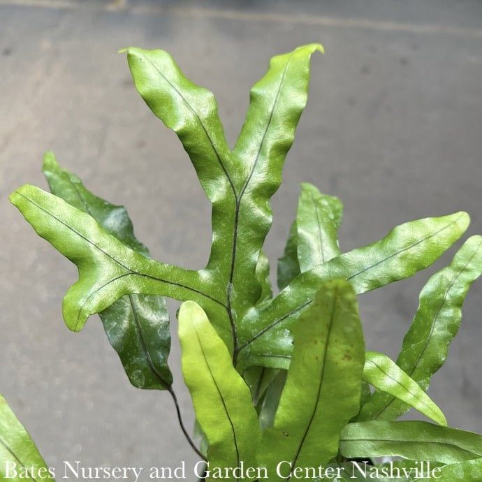 10hb Kangaroo Paw Fern Hanging Basket /Tropical