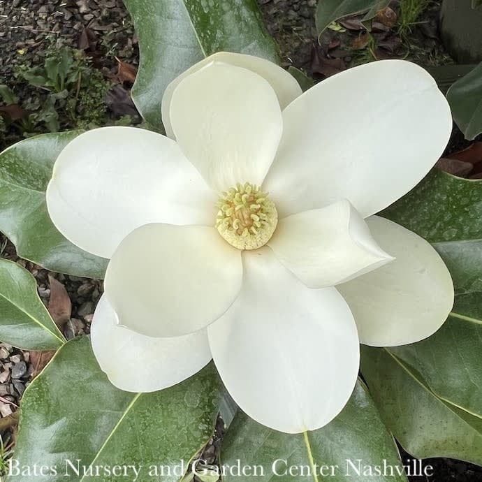 #15 Magnolia grand Bracken&#39;s Brown Beauty/ Southern Native (TN)