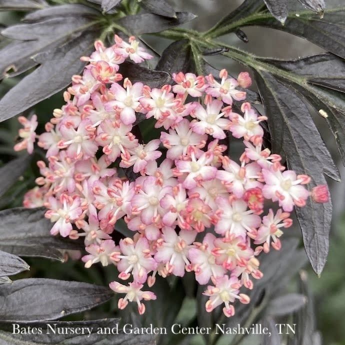 #2 Sambucus nigra PW Laced Up/ Columnar Elderberry Native (TN)