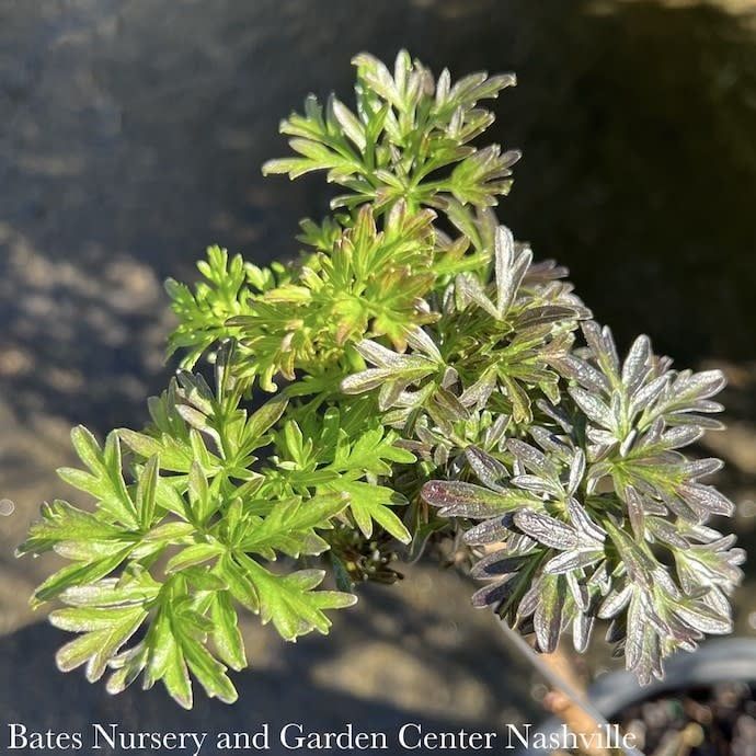 #2 Sambucus nigra PW Laced Up/ Columnar Elderberry Native (TN)