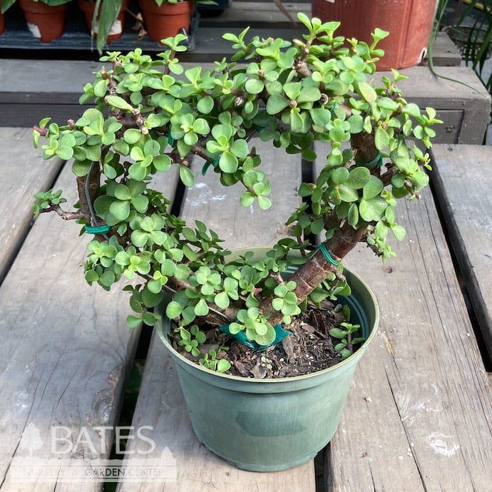 6p! Jade Dwarf Heart Shape Topiary /Tropical