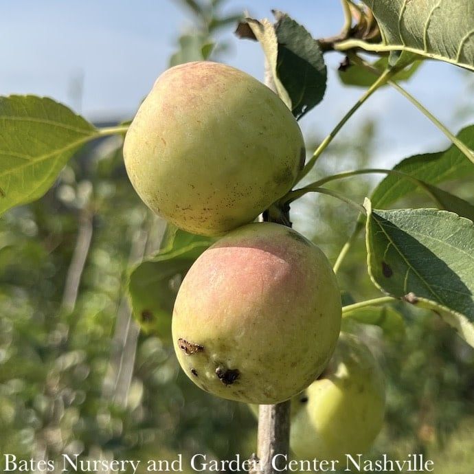 Edible #7 Malus Whitney/ White Crabapple