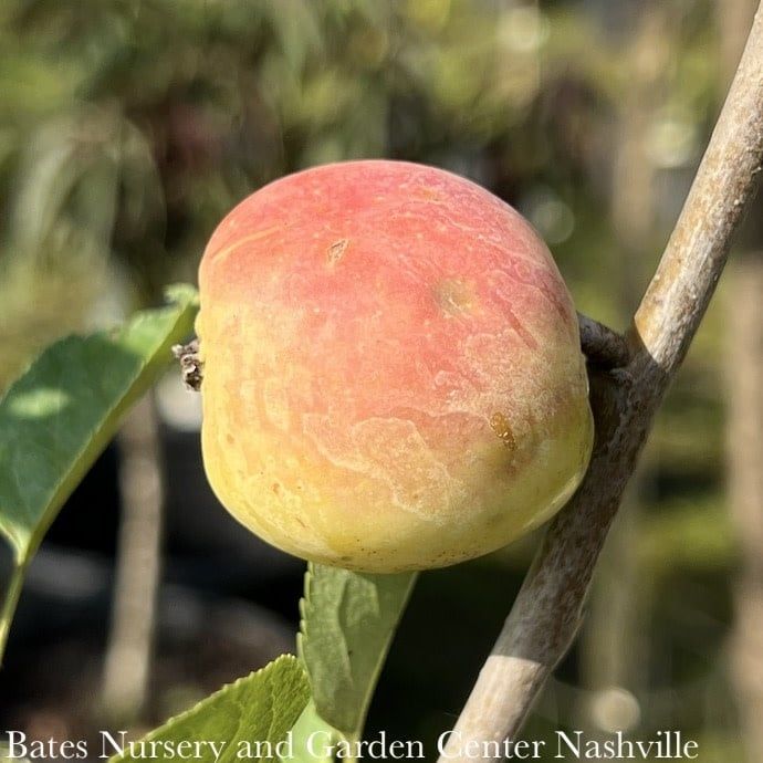 Edible #7 Malus Whitney/ White Crabapple