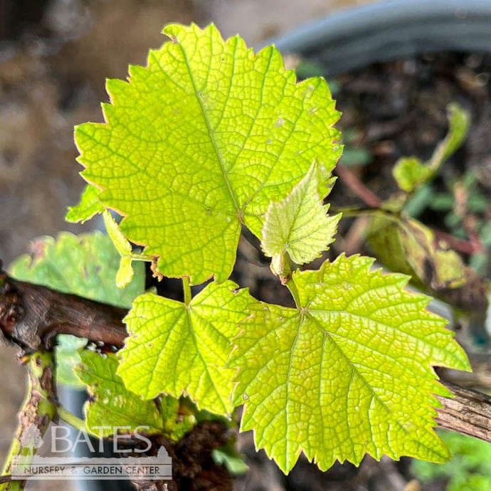 Edible #2 Vitis lab Reliance/ Seedless Grape Native (TN)