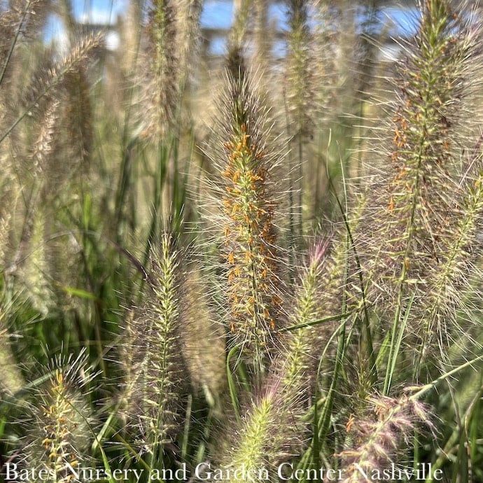 #1 Grass Pennisetum alop Etouffee/ Dwarf Fountain