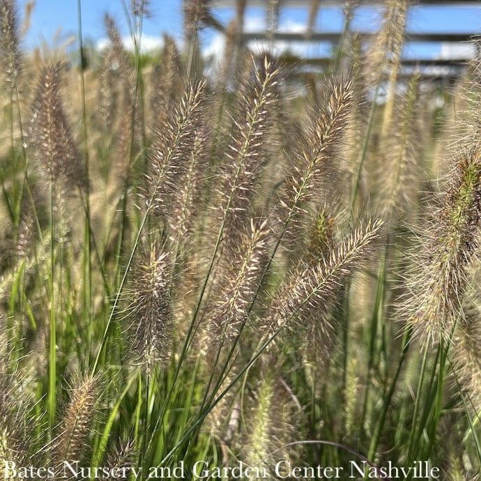 #1 Grass Pennisetum alop Etouffee/ Dwarf Fountain
