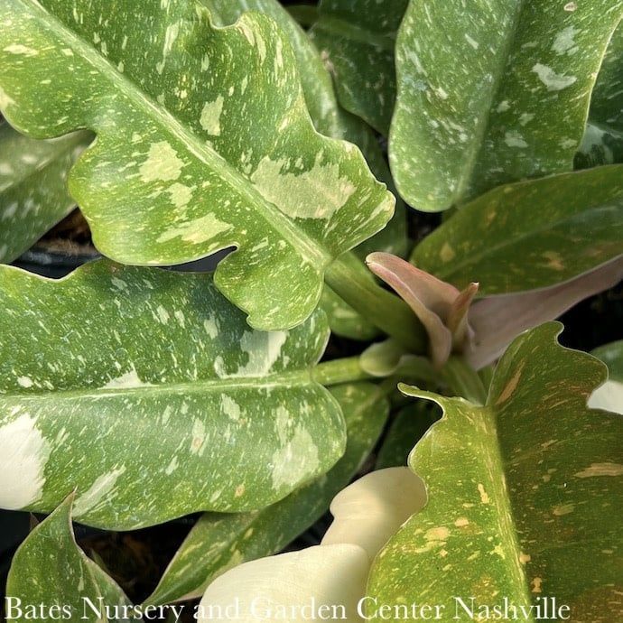 4p! Philodendron Ring of Fire /Tropical
