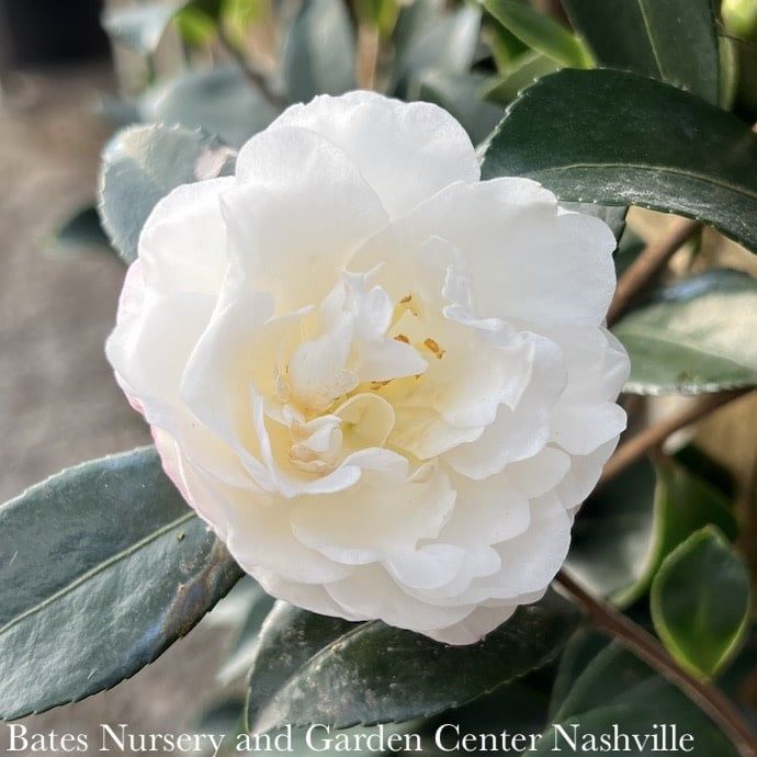 #2 Camellia japonica White by the Gate/ Double - No Warranty