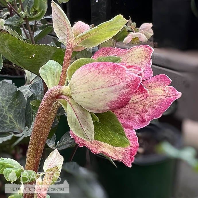#1 Helleborus Ice N&#39; Roses &#39;Carlotta&#39;/ White, Pink Lenten Rose