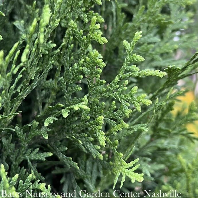 #5 Thuja occ Upstanding &#39;Emerald&#39;/ Pyramidal Arborvitae