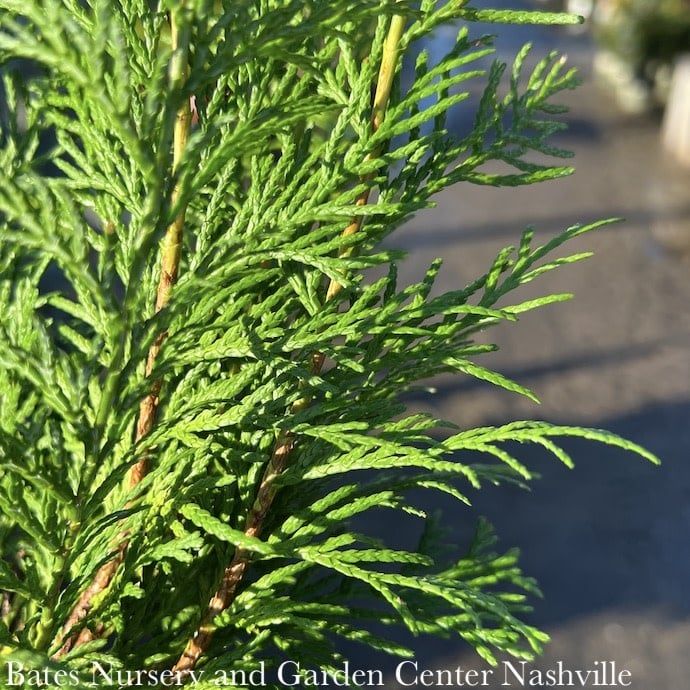 QP Thuja orientalis Lime Delight/ Arborvitae