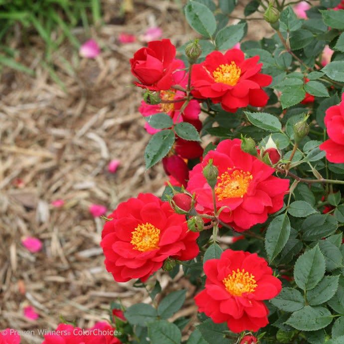 #3 Rosa PW Oso Easy &#39;Urban Legend&#39;/ Red Shrub Rose - No Warranty