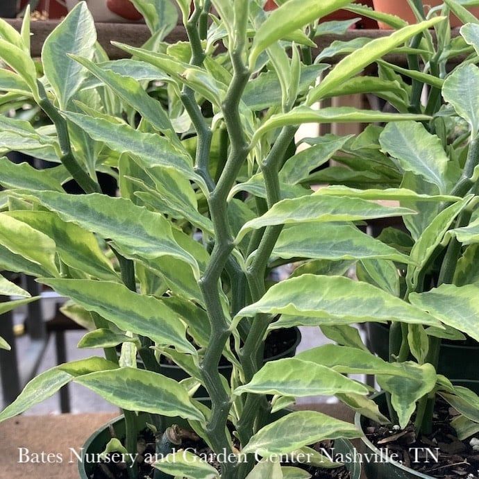 6p! Pedilanthus Devil&#39;s Backbone Variegated  Succulent /Tropical