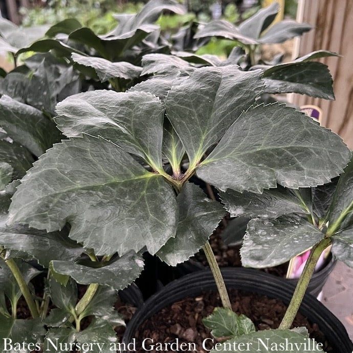 #1 Helleborus HGC Winter Ballet &#39;Liara&#39;/ Pink Lenten Rose