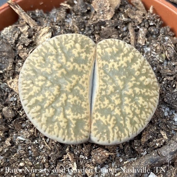 4p! Lithops /Living Stone Succulent /Tropical