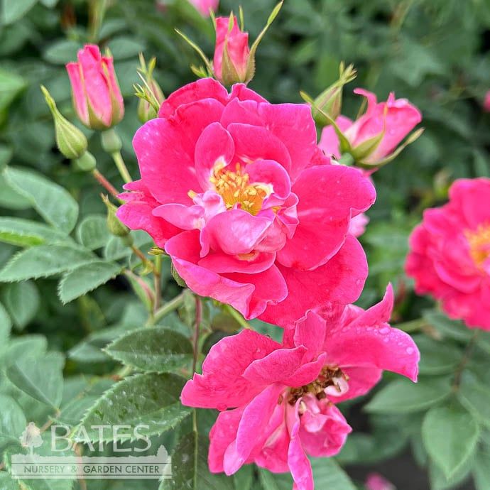 #3 Rosa William Baffin/ Deep Pink Climbing Rose - No Warranty