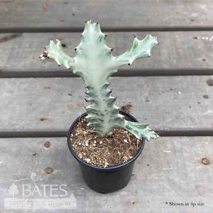 10p! Cactus - Euphorbia White Ghost /Tropical