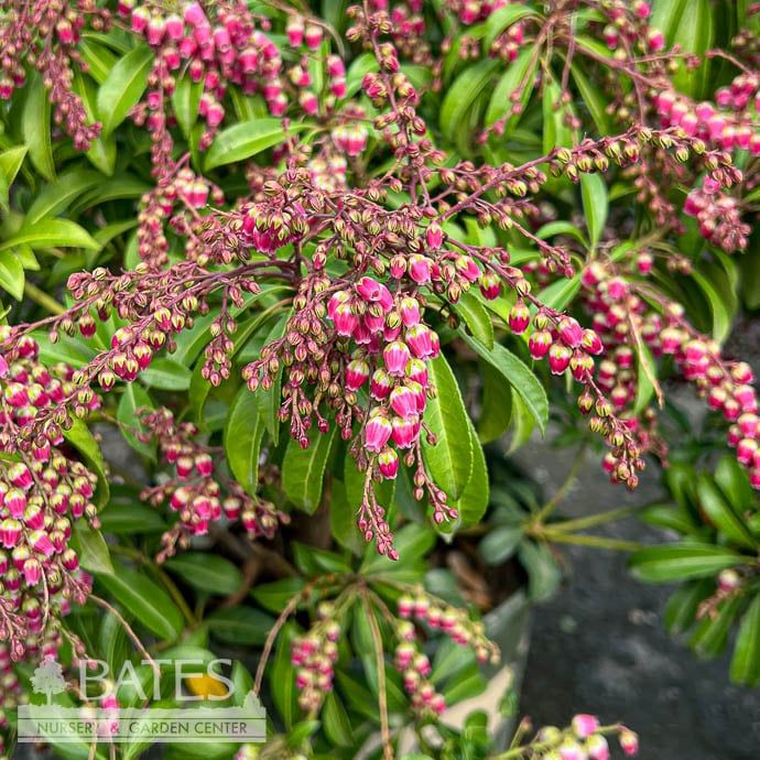 #2 Pieris japonica Passion Party &#39;Passion&#39;/ Red