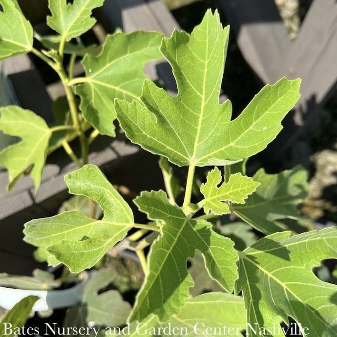 Edible #5 Ficus carica Peter&#39;s Honey/ Fig - No Warranty