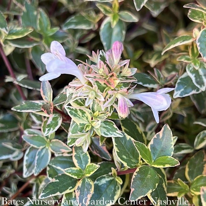 #3 Abelia x grand Mucho Gusto/ White Variegated